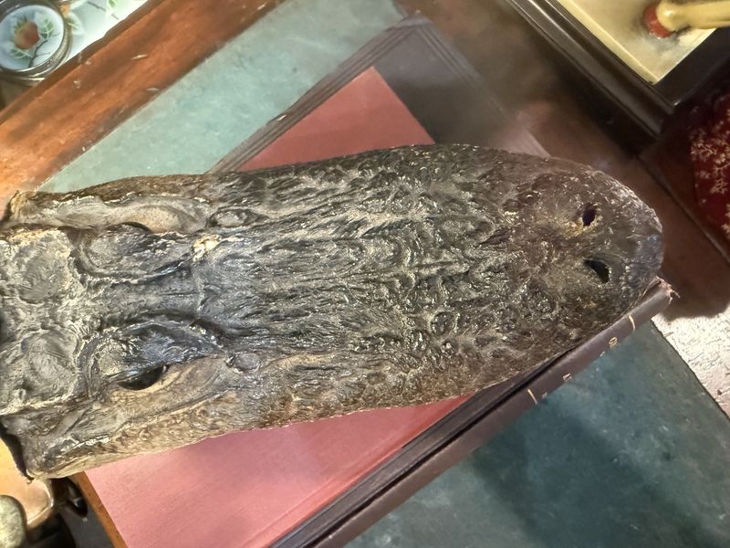 Crocodile Head Taxidermy