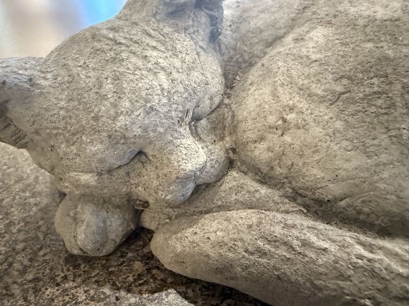 Garden Cat Small Curled Napping Cement Cat Campania  Quakertown, PA