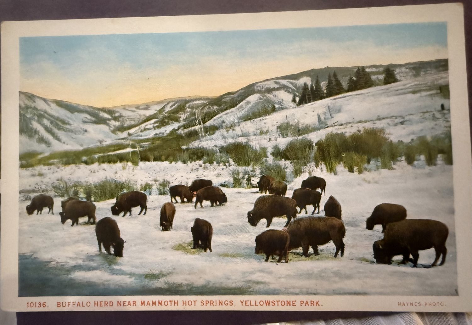 J.E. Haynes MN Photograph Postcard Buffalo Herd Near Mammoth Hot Springs Yellowstone