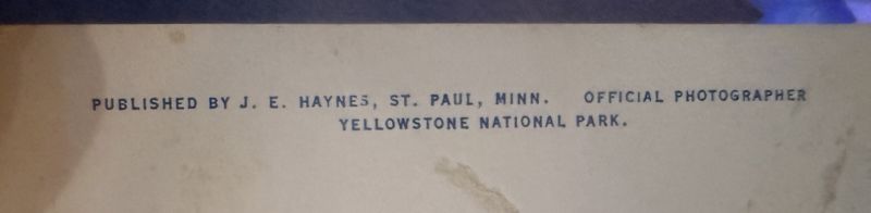 J.E. Haynes MN Photograph Postcard Buffalo Herd Near Mammoth Hot Springs Yellowstone