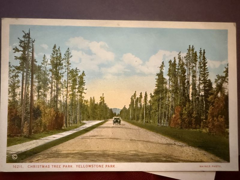 J.E. Haynes MN Photograph Postcard Christmas Tree Park Yellowstone