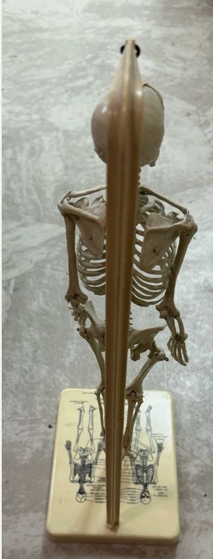 The JOHNS HOPKINS 1960 Human Skeleton Functional Model by Leon Schlossberg