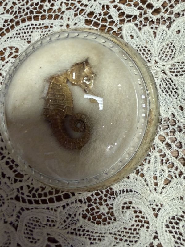 Seahorse Paperweight