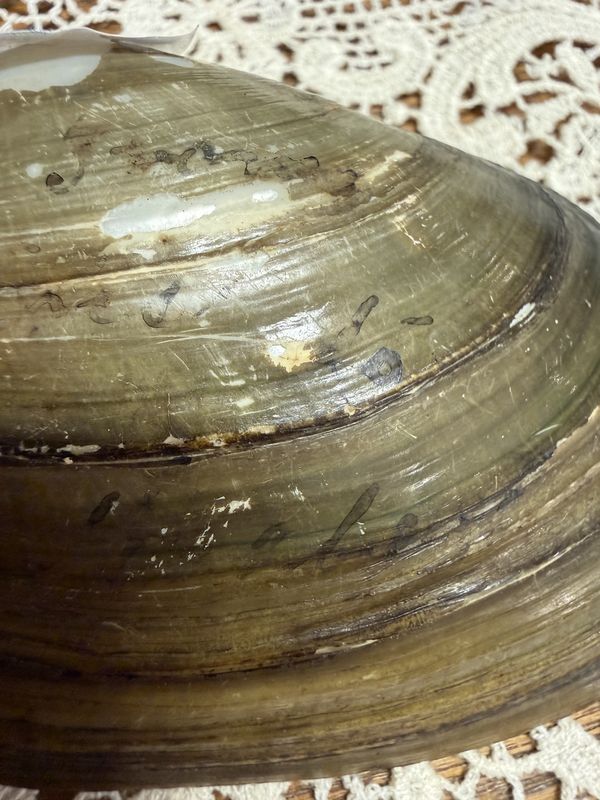 Seashell w/Script Dated June 14, 1904