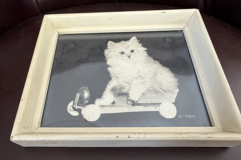 Currey Photography Kitten in Wood Frame 1940s