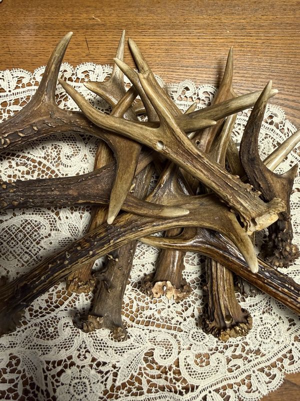 Decorative Genuine Deer Antler Horns EACH