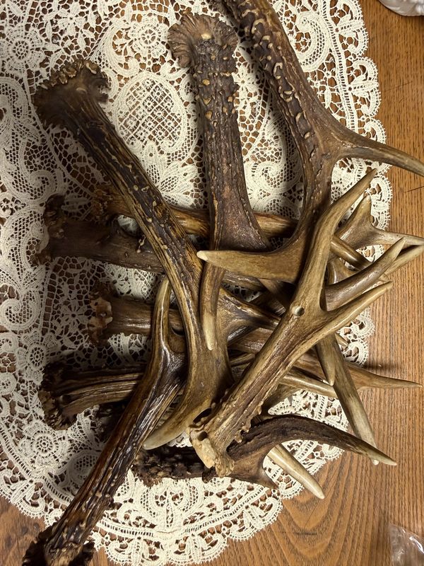 Decorative Genuine Deer Antler Horns EACH