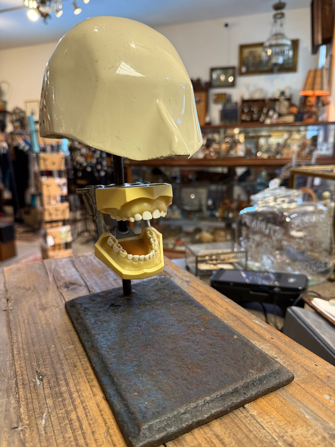 Spooky Dental Form Head Phantom on Iron Stand