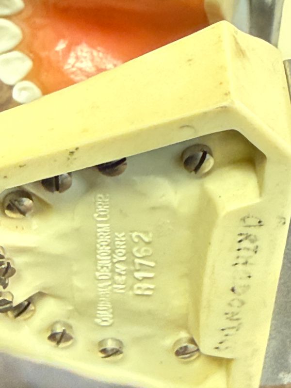 Spooky Dental Form Head Phantom on Iron Stand
