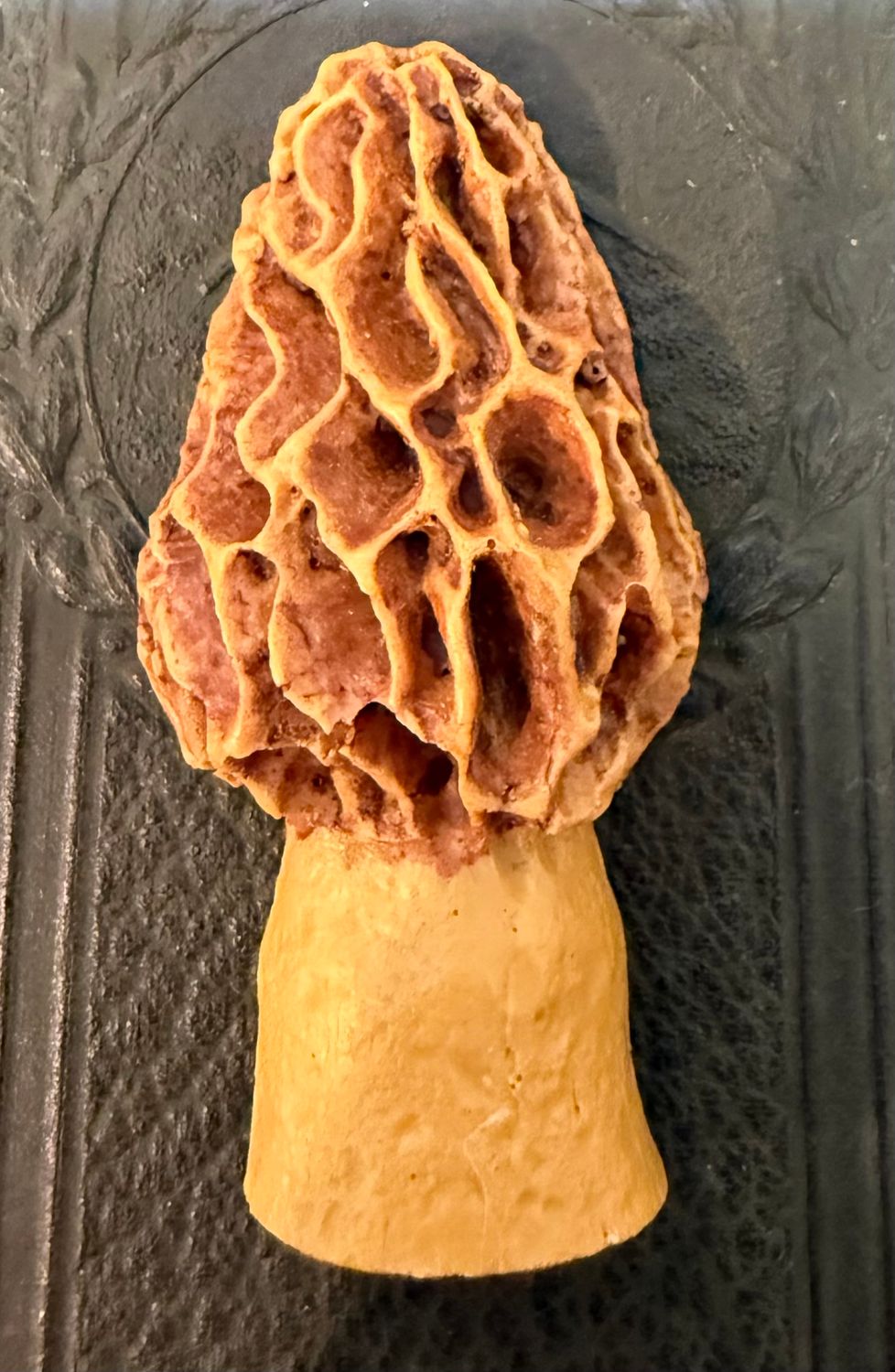 Morel Molded Composite for Craft