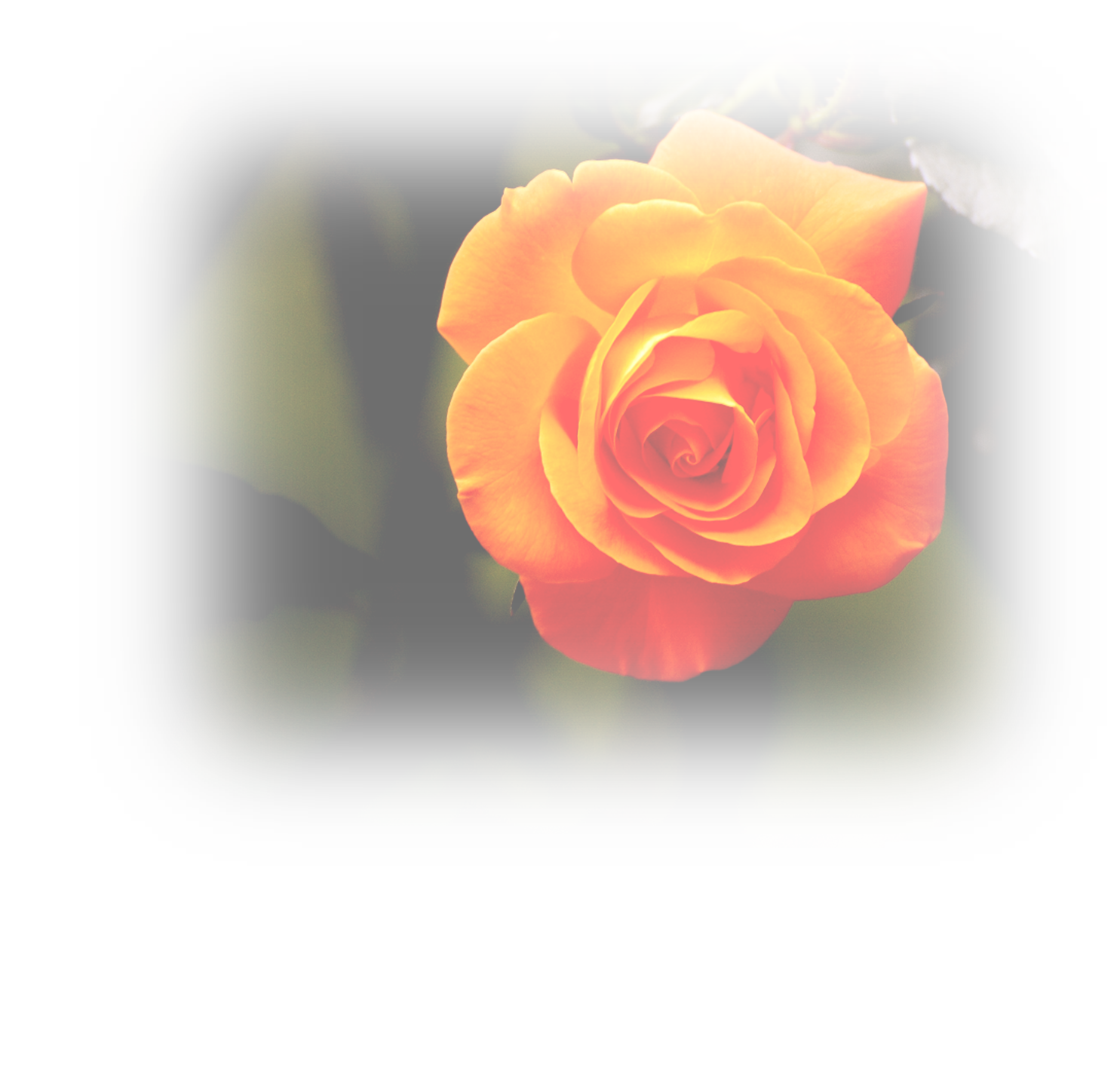 Single Rose Bouquet Delivery