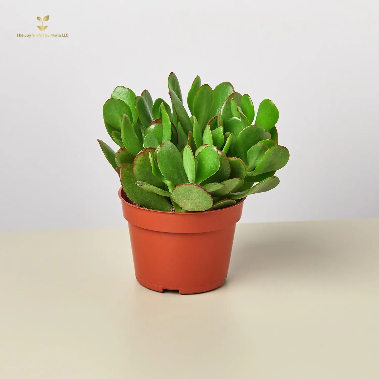 Succulent Crassula &#39;Jade&#39;