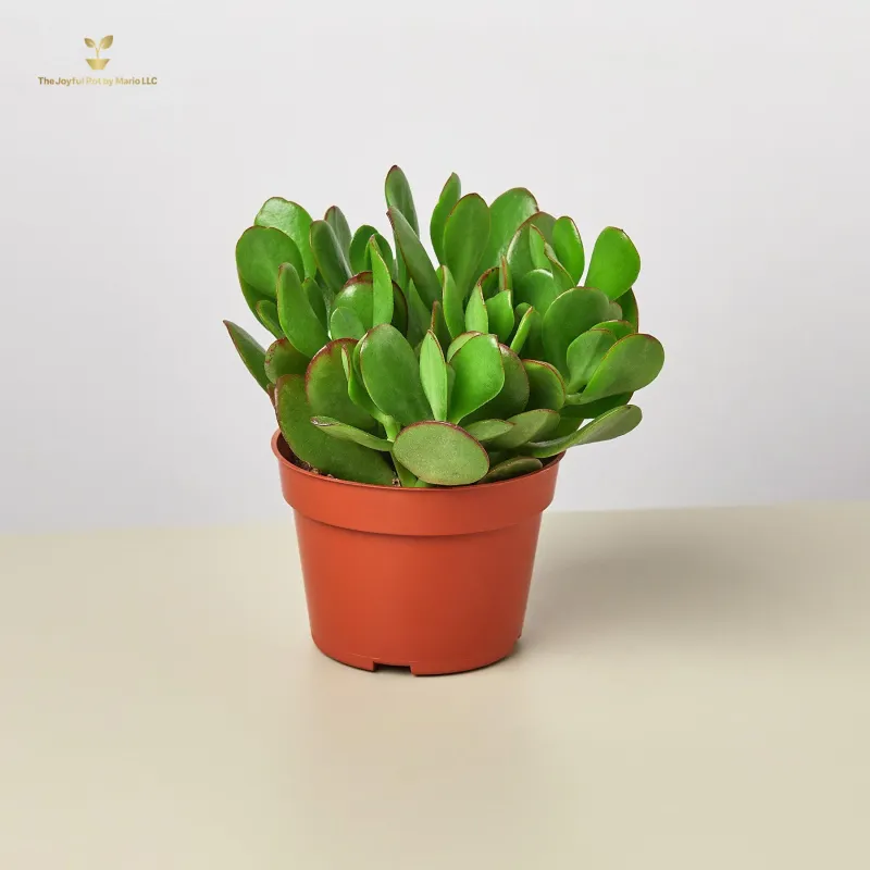 Succulent Crassula &#39;Jade&#39;