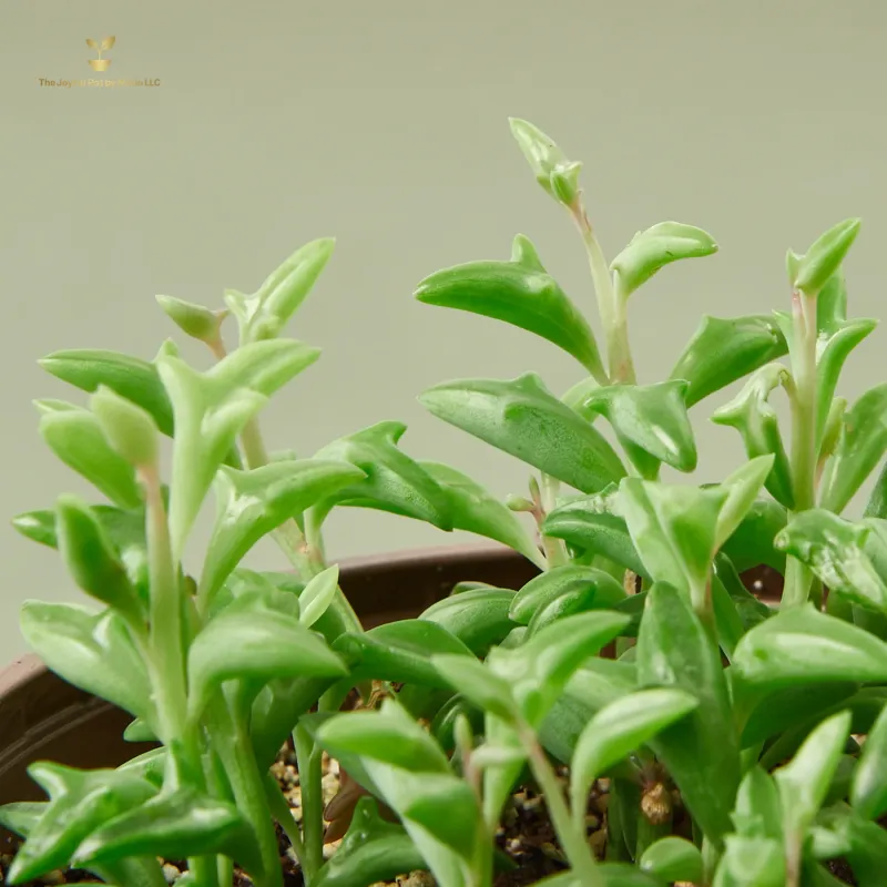Succulent &#39;String of Dolphins&#39;