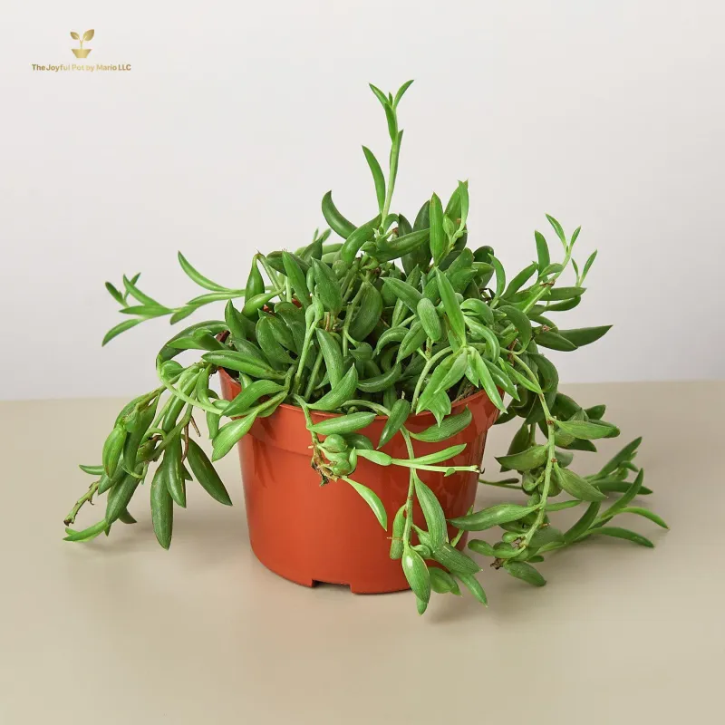 Succulent &#39;String of Bananas&#39;
