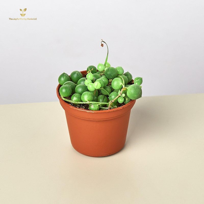 Succulent &#39;String of Pearls&#39;