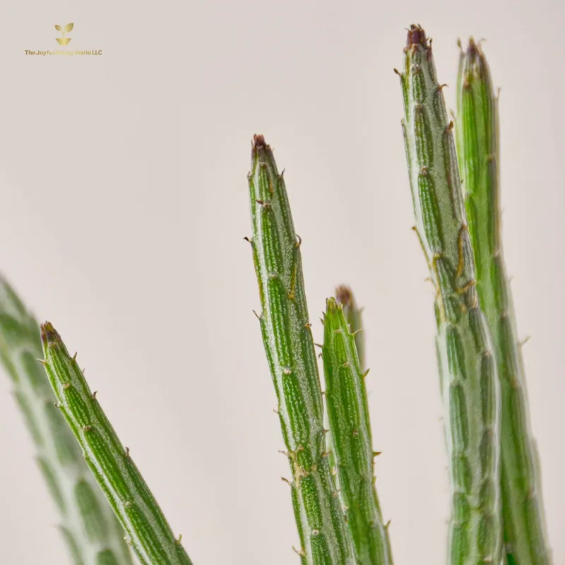 Succulent Senecio Stapeliiformis &#39;Pickle Plant&#39;