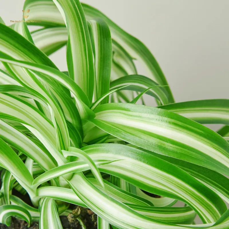 Spider Plant &#39;Bonnie&#39;