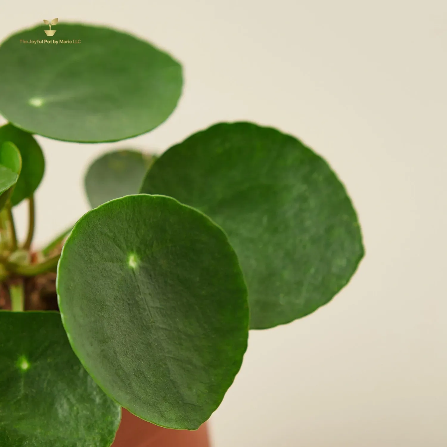 Pilea Peperomioides &#39;Chinese Money&#39;