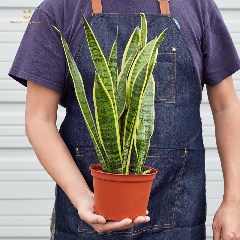 Snake Plant &#39;Laurentii&#39;