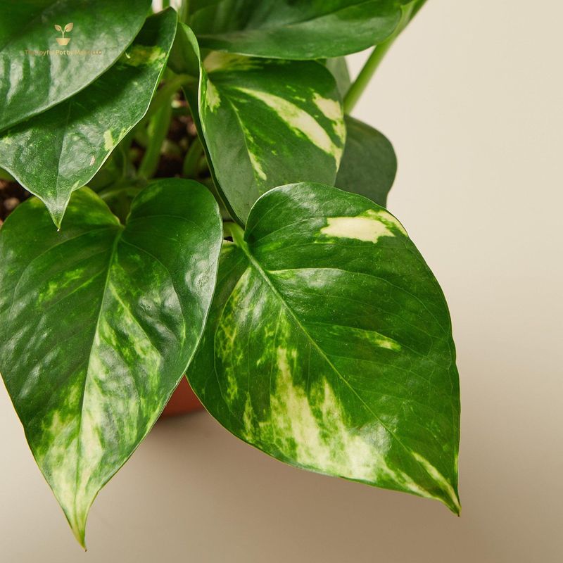 Pothos &#39;Golden&#39;