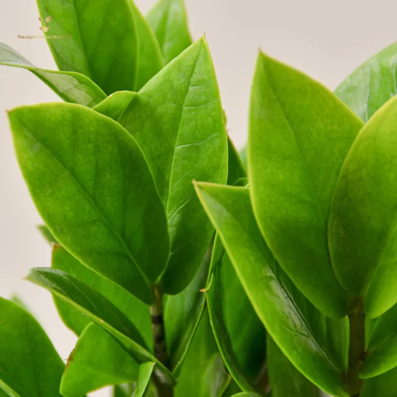 Zamioculcas Zamiifolia &#39;ZZ&#39;