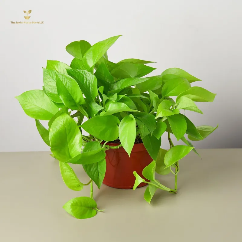 Pothos &#39;Neon&#39;