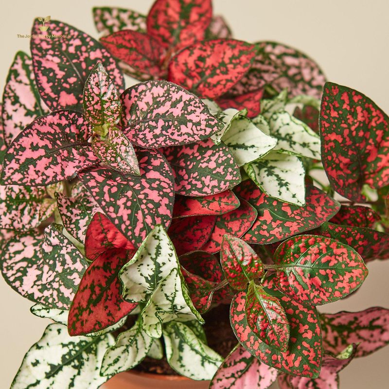 Hypoestes &#39;Polka Dot&#39;