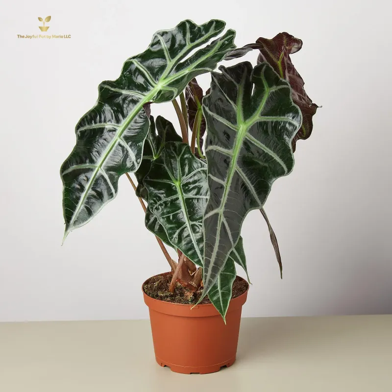 Alocasia Polly &#39;African Mask&#39;