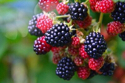 imagen de moras