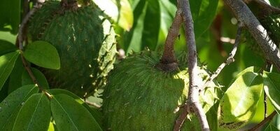 imagen de guanábanas