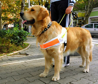 00007_Emotional Support Dog Evaluation-Evaluation only. Please call for training estimate.