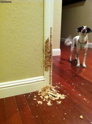 00002_In-home Behaviour Consultation