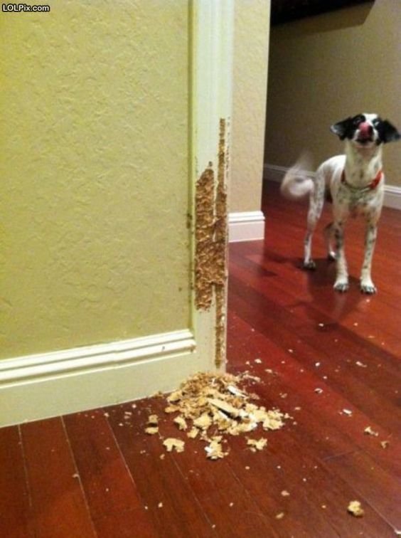 00002_In-home Behaviour Consultation