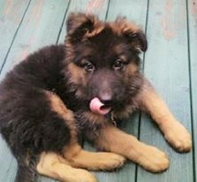 00001_In-home New Puppy/Dog Consultation