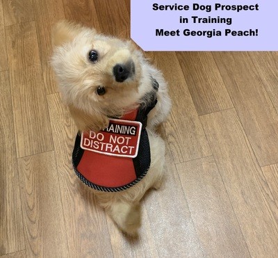 00014_Emotional Support Animal Evaluation