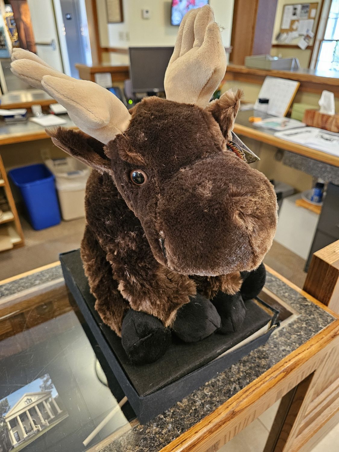 14" Moose Plush