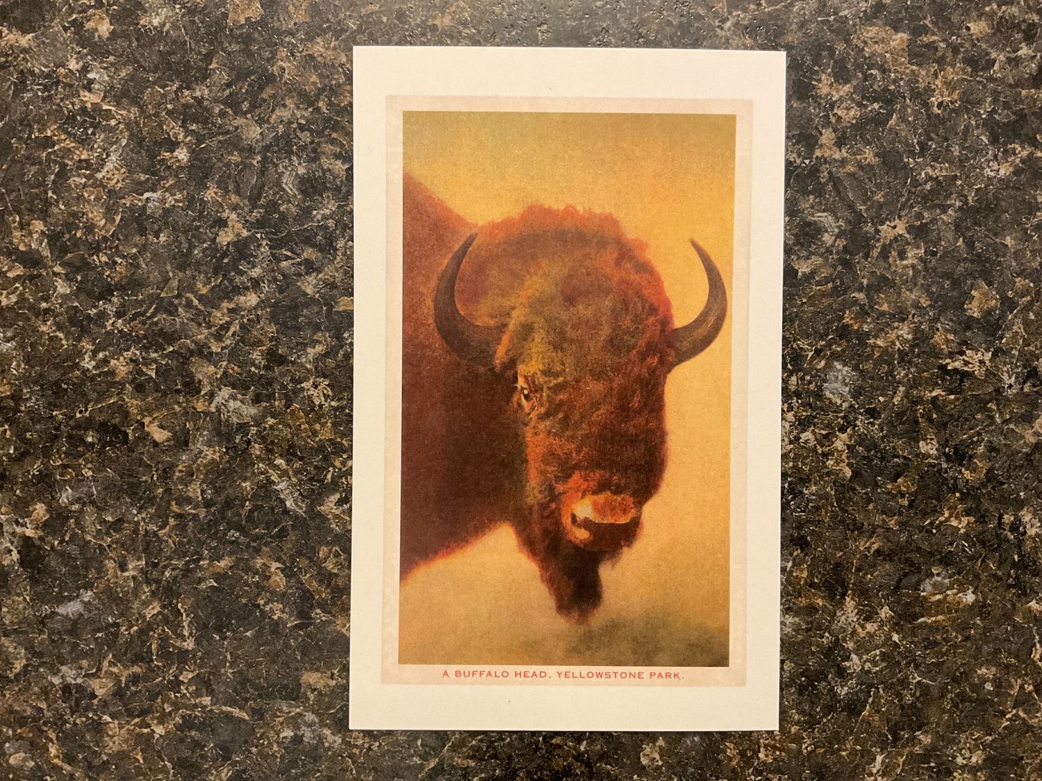 Buffalo Head Postcard