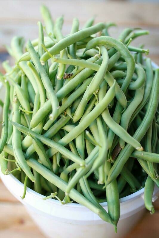 Green beans / 四季豆