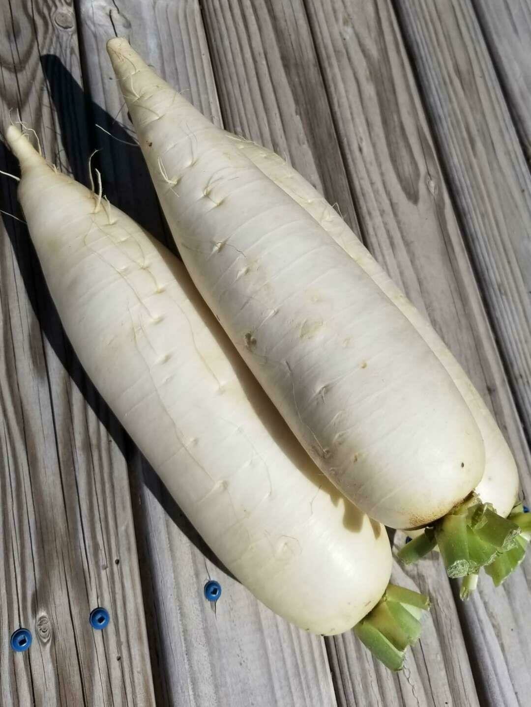 Daikon / 白萝卜