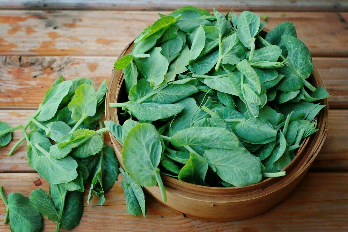 Peasprouts / 大豆苗 (SALE!)