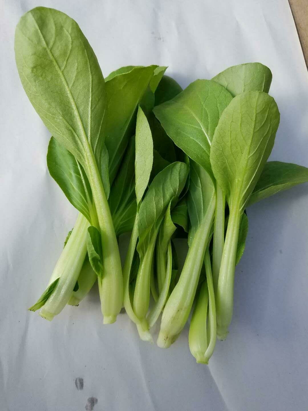 Baby shanghai bokchoy miu / 青江菜苗