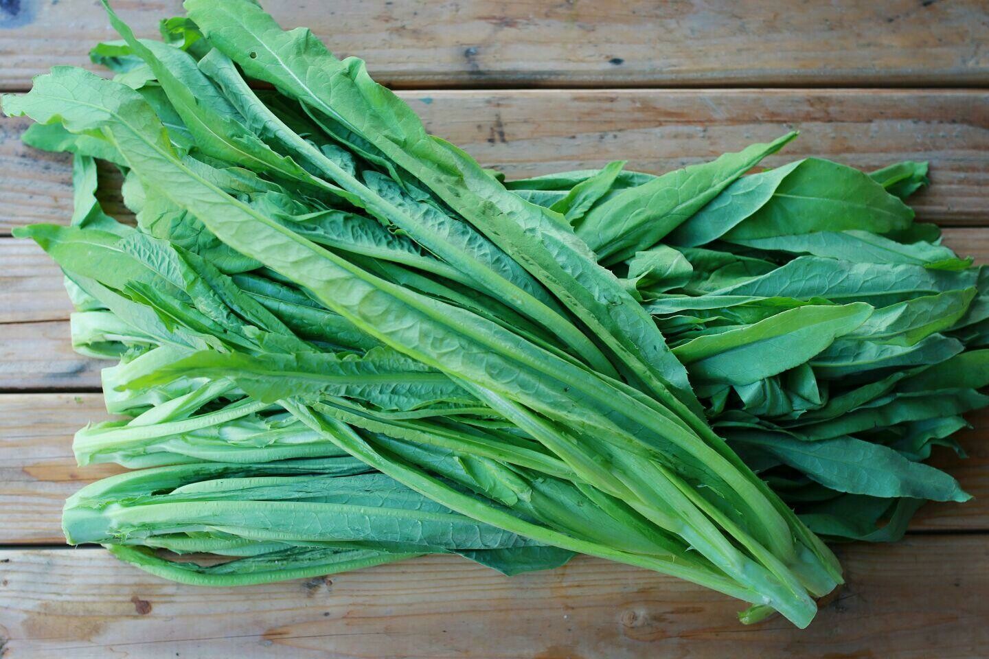 A choy  / 油麦菜苗