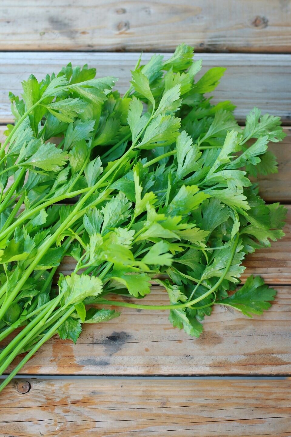 Asian celery / 唐芹菜苗