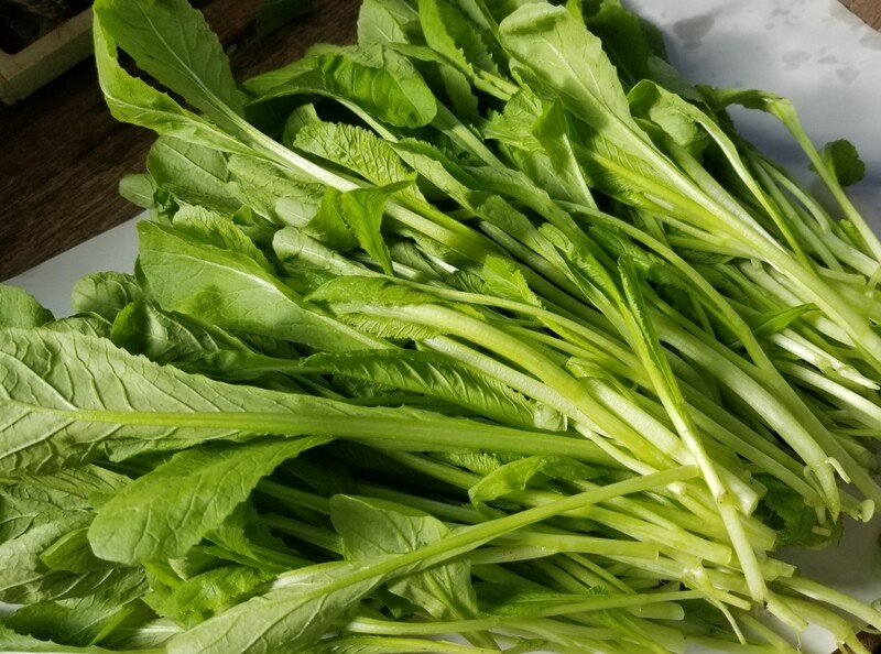 Baby mustard green / 芥菜嫩苗