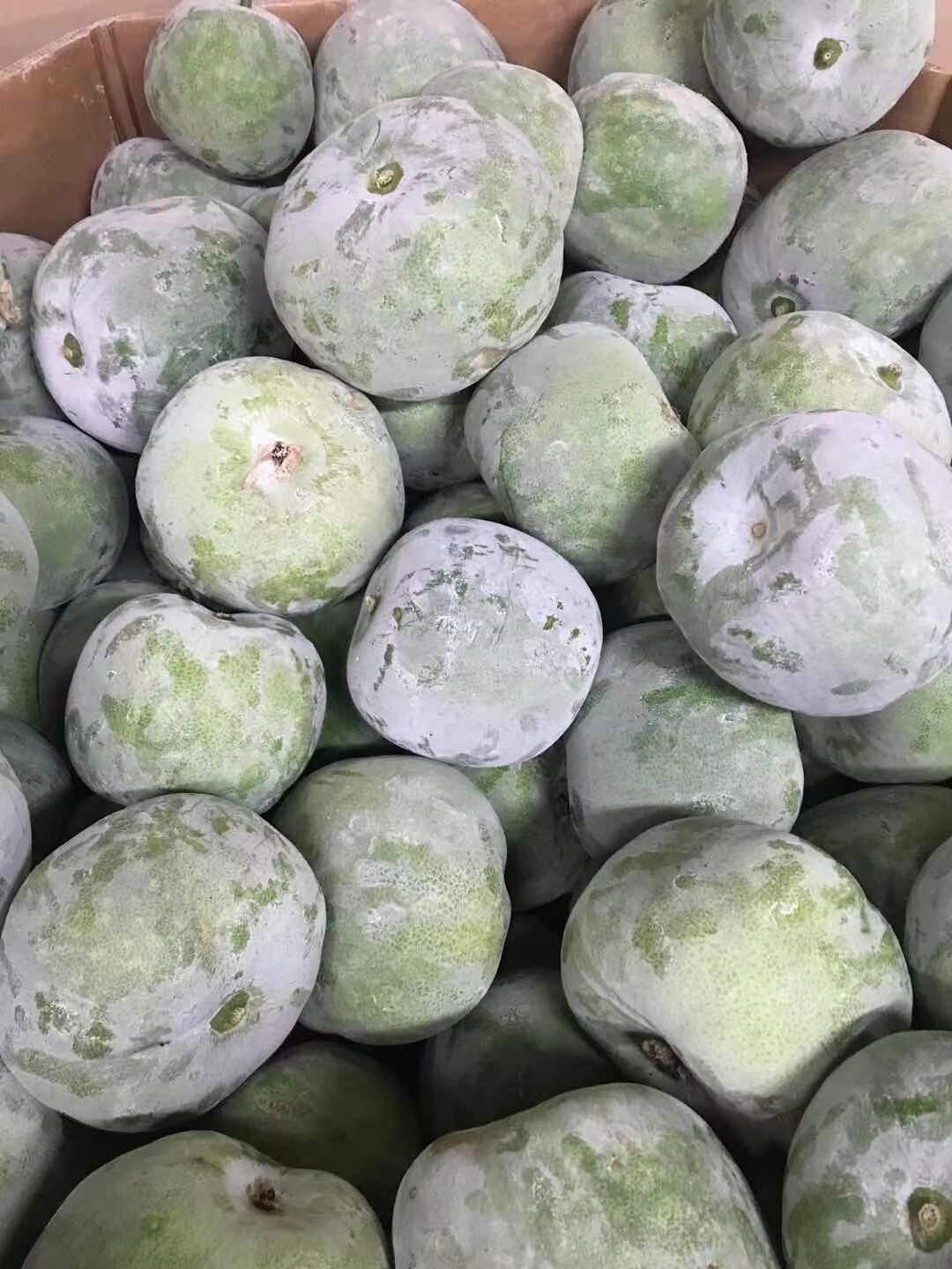 Winter Melon (whole) 冬瓜