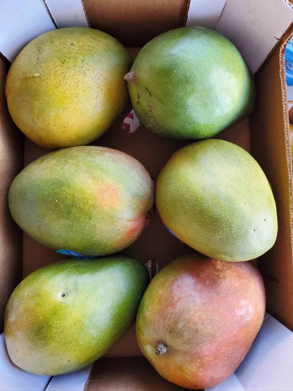Kent mangoes/五彩芒果 