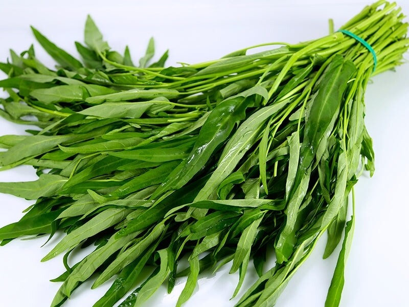 Ong choy   空心菜苗