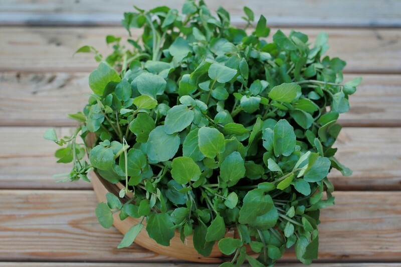 Watercress / 西洋菜