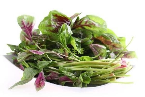 Red Amaranth  / 红苋菜苗